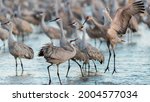 USA, Nebraska. Sandhill Cranes (Antigone canadensis) stop along the cornfields of Nebraska near the Platte River to fuel their Spring migration.