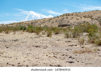 USA, Nevada, Clark County, Gold Butte National Monument. An overgrazed, cow-burnt moonscape dominated by piles of bullshit and invasive weeds where the desert used to be.