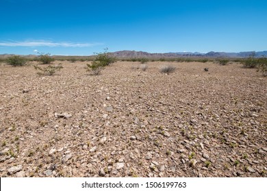 USA, Nevada, Clark County, Gold Butte National Monument, A Barren Expanse Of Mojave Desert Pavement - A Soil Surface Layer Of Closely Packed  Rock Fragments