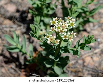 Bastard Toadflax Hd Stock Images Shutterstock