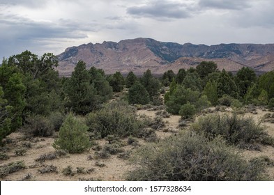 USA, Nevada,  Nye County, West Stone Cabin Valley. A Pinyon Pine (Pinus Monophylla) And Utah Juniper (Juniperus Osteosperma) Woodland With Black Sagebrush (Aretmisia Nova).