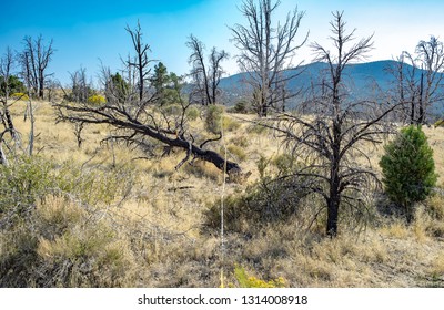 USA, Nevada, White Pine County. Ecological Post Wildfire Vegetation Monitoring Transect Through A Burnt Pinyon Juniper Woodland.