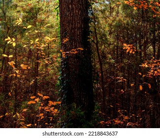 USA, New Jersey, Cape May. Trees And Autumn Foliage.