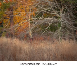 USA, New Jersey, Cape May. Ghostly Tree Shapes And Grasses In Autumn.