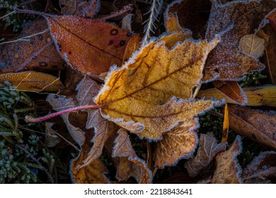 USA, New Jersey, Cape May. Close-up Of Frosty Maple Leaves In Autumn.