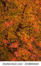 USA, New Jersey, Cape May. Tree In Autumn Foliage.