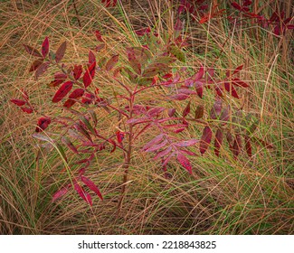 USA, New Jersey, Cape May National Seashore. Autumn Colors On Marsh Sapling.