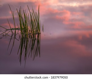 USA, New Jersey, Pine Barrens. Sunset On Lake Reeds.