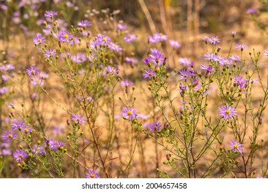 USA, New Mexico. Blooming Aster Flowers.