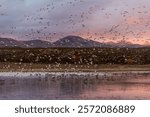 USA, New Mexico. Bosque Del Apache National Wildlife Refuge, snow geese flying. (PR)