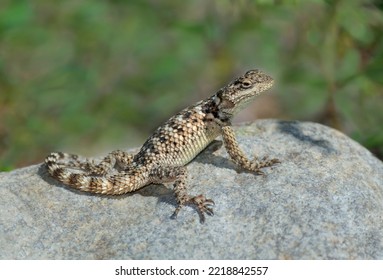 USA, New Mexico. Crevice spiny lizard on rock.
