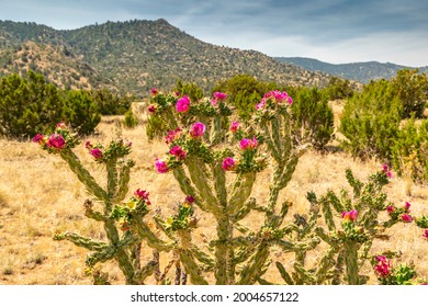 USA, New Mexico, Sandia Mountains. Cholla Cactus Blossoms And Mountain Landscape.