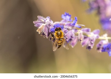 USA, New Mexico, Sandoval County. Honey Bee On Sage Blossom.