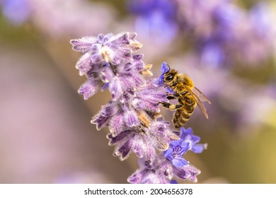 USA, New Mexico, Sandoval County. Honey Bee On Sage Blossom.