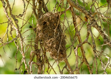 USA, New Mexico, Sandoval County. Close-up Of Bushtit Nest.