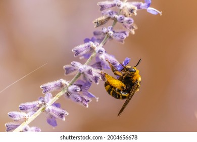 USA, New Mexico, Sandoval County. Honey Bee On Sage Blossom.