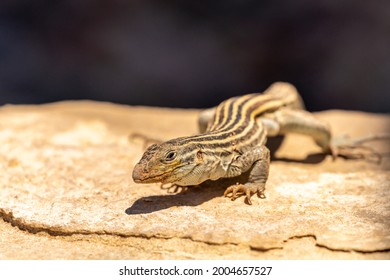 USA, New Mexico. Whiptail lizard on rock.