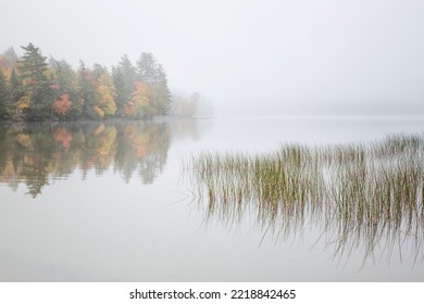 USA, New York, Adirondacks. Long Lake, Reeds, Fog, And Fall Foliage At Eaton Lake