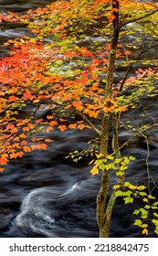 USA, New York, Adirondacks. Long Lake, Young Maple Beside The Raquette River