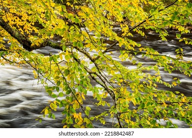 USA, New York, Adirondacks. Long Lake, Raquette River Flows Behind Autumn Foliage