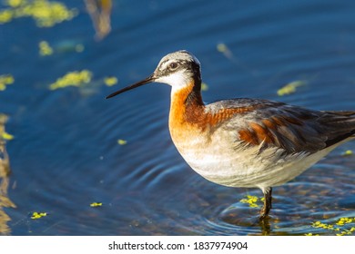 USA, Oregon, Harney County, Female Phalarope Feeding.