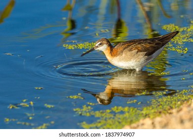 USA, Oregon, Harney County, Female Phalarope Feeding.