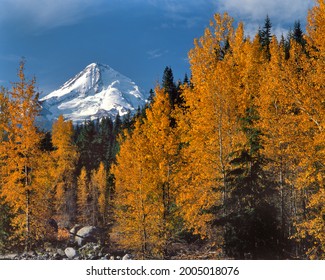USA, Oregon, Mt. Hood National Forest. Mt. Hood and cottonwood trees.