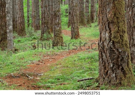 USA, Oregon, Springfield, Forest path, Fall Creek Lake.