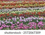 USA, Oregon, Wilsonville. Dahlia field layering of colorful Dahlias