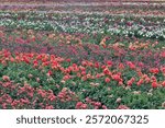 USA, Oregon, Wilsonville. Dahlia field layering of colorful Dahlias