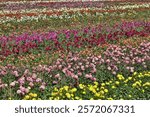 USA, Oregon, Wilsonville. Dahlia field layering of colorful Dahlias