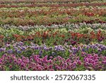 USA, Oregon, Wilsonville. Dahlia field layering of colorful Dahlias