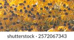 USA, Oregon, Wilsonville. Morning light on group of dark-eyed Susan flowers