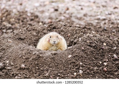 USA, South Dakota, Interior, Badlands, Cactus Flat Ranch Store With Roadside Attractions, And Prairie Dog At Burrow