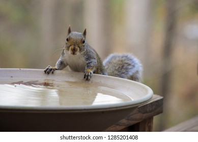 USA, Tennessee, Athens. Backyard Bird Bath Attraction For Birds And Other Animals. Eastern Gray Squirrel (Sciurus Carolinensis).