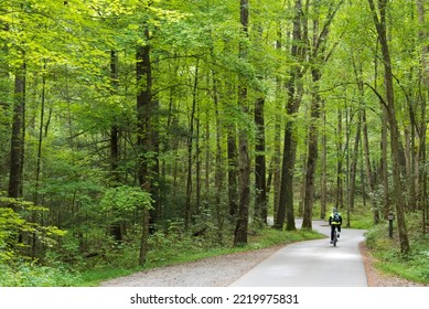 USA, Tennessee. Great Smoky Mountains National Park. Bicyclist on Cades Cove loop trail. (MR)