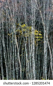 USA, Tennessee. Skeletal Autumn Trees Along Newfound Gap Road