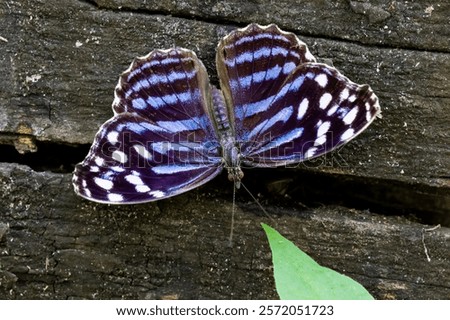 USA, Texas, Hidalgo County. National Butterfly Center, Mexican bluewing butterfly