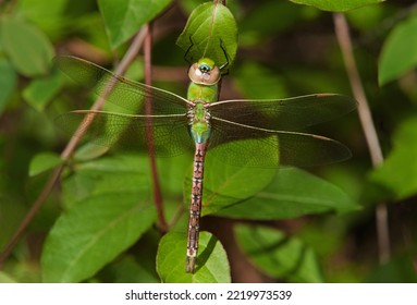 USA, Texas, Sam Houston National Forest. Female Common Green Darner On Leaf.