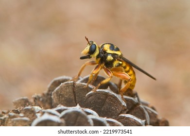 USA, Texas, Sam Houston National Forest. Robber Fly On Rocks.