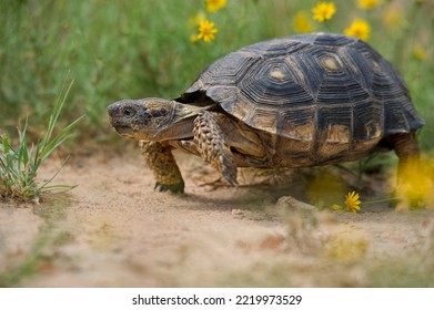 USA, Texas, Santa Ana National Wildlife Refuge. Texas Tortoise Walking.