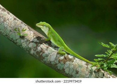 USA, Texas, South Padre Island. Green anole lizard on tree limb.