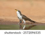 USA, Texas, Starr County. Santa Clara Ranch, yellow-billed cuckoo drinking