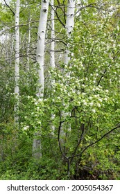 USA, Utah. Aspen (Populus Sp.) And Blooming Utah Serviceberry (Amelanchier Utahensis) In Lush Spring Forest, Manti La Sal National Forest.