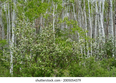 USA, Utah. Aspen (Populus Sp.) And Blooming Utah Serviceberry (Amelanchier Utahensis) In Lush Spring Forest, Manti La Sal National Forest.