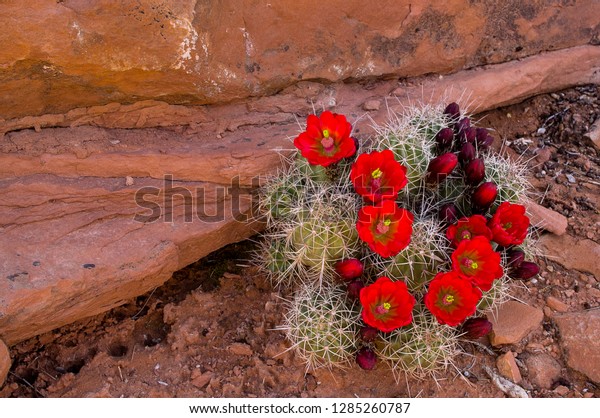 USA, Utah, Cedar Mesa. Red flowers of claret\
cup cactus in bloom on\
slickrock.