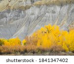 USA, Utah. Wayne County, The Blue Hills, Golden Fremont Cottonwood trees