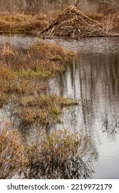 USA, Vermont, Near Craftsbury, Beaver Lodge In Wetlands