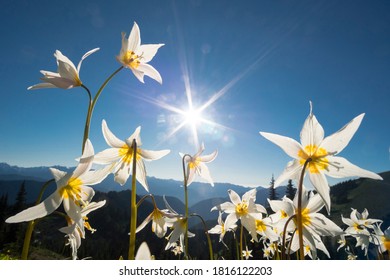 USA, Washington State. Avalanche Lilies (Erythronium Montanum) Backlit Against A Starburst Sky At Olympic National Park.