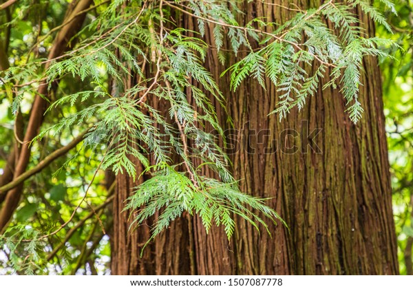 USA, Washington State, Battle Ground Lake\
State Park. Western red cedar in the\
forest.